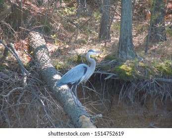 Santee Cooper Lake Nature Bird