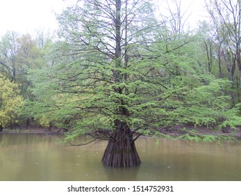 Santee Cooper Water Lake Tree