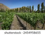 Santiago, Chile - 25 Nov, 2024: Grape vines at the Santa Rita Vineyards, Maipo, Chile