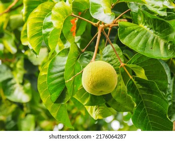 Santol Fruit On Tree At Garden, Thailand