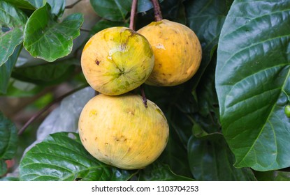 Santol Scientific Name Sandoricum Koetjape Fruit Stock Photo 1103704253 ...