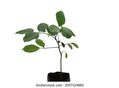 Santol Tree Seedling Isolated On White Stock Photo (Edit Now) 2097324883