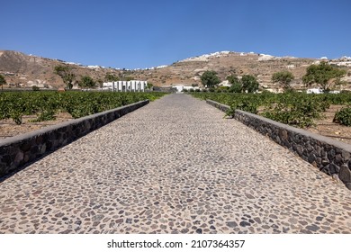 Santorini, Greece - July 2, 2021: Estate Argyros has been established in 1903,  It is the largest private owner of vineyards in Santorini and the current landholdings exceed 120 ha