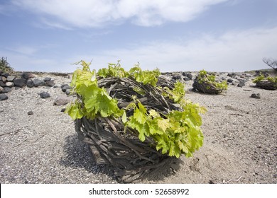 Santorini Vineyard