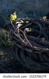 Santorini Vineyard On Lava Soil Dyring Spring Time.