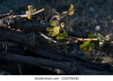 Santorini Vineyard On Lava Soil Dyring Spring Time.