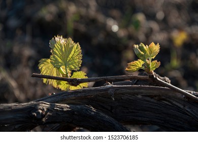 Santorini Vineyard On Lava Soil Dyring Spring Time.