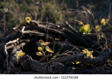 Santorini Vineyard On Lava Soil Dyring Spring Time.