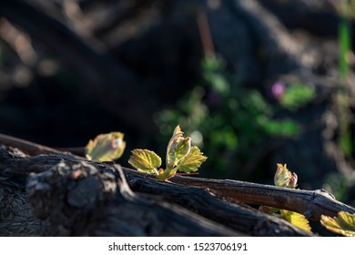 Santorini Vineyard On Lava Soil Dyring Spring Time.