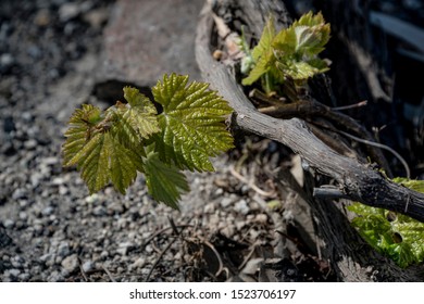 Santorini Vineyard On Lava Soil Dyring Spring Time.