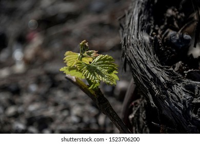 Santorini Vineyard On Lava Soil Dyring Spring Time.