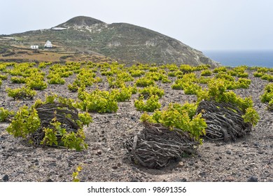 Santorini Vineyard On Lava Soil Next To The Sea