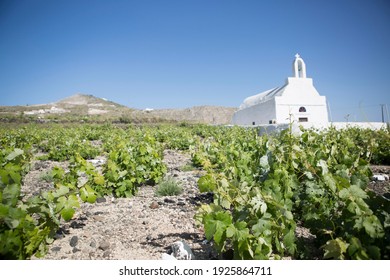 Santorini vineyard. A photo tkaen in the summer, within a vineyard of Assyrtiko grape variety