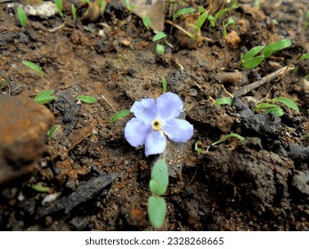 Sanyo purple flower on dirt background