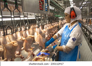SAO JOSE, SANTA CATARINA, BRAZIL, SEPTEMBER 16, 2009: processing factory chicken,