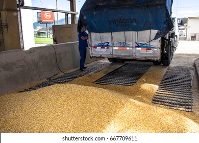 Sao Jose, SC, Brazil, September 24, 2009. Truck Makes A Corn Dump At An Animal Feed Factory In Santa Catarina State