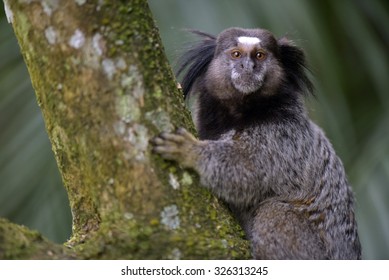 SAO PAUL0, SP, BRAZIL - OCTOBER 11, 2015 - Black-tufted marmoset, Callithrix penicillata, primate native of Brazil, occurring in the biomes Atlantic Forest, Cerrado and Caatinga