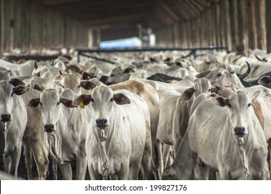 SAO PAULO, BRAZIL - AUGUST 08, 2008: A group of cattle in confinement