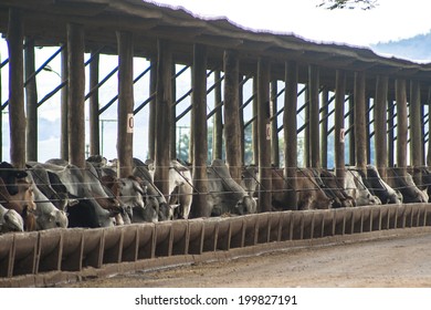 SAO PAULO, BRAZIL - AUGUST 08, 2008: A group of cattle in confinement