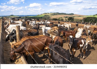 SAO PAULO, BRAZIL - June 18, 2008: A group of cattle in confinement