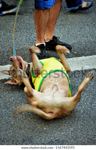 Sao Paulo, Brazil,\
November 17, 2019: A pit bull playing belly up on Brazil\'s shirt\
asphalt among the people at the demonstration outside Gilmar on\
Paulista Avenue