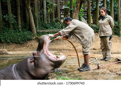 SAO PAULO - BRAZIL / SEP 2, 2015: An Hippopotamus (Hippopotamus Amphibius - Large, Mostly Herbivorous, Semiaquatic Mammal) Having His Mouth Washed By A Zoo Keeper In Zoo Safari Zoological Park.