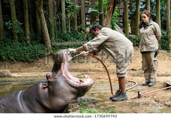 SAO PAULO - BRAZIL / SEP 2, 2015: An Hippopotamus\
(Hippopotamus amphibius - large, mostly herbivorous, semiaquatic\
mammal) having his mouth washed by a zoo keeper in Zoo Safari\
zoological park.