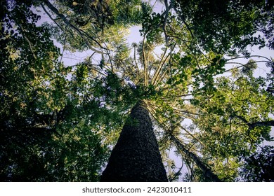 Sao Paulo, SP, Brazil - February 26 2022: Chestnut tree canopy. - Powered by Shutterstock