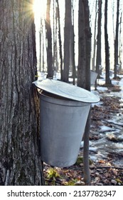 Sap Bucket On A Maple Tree With Sun