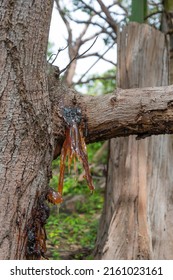 Sap From Cashew Nut Tree. Natural Cashew Nut Tree Sap. Cashew Nut Gum On Tree.