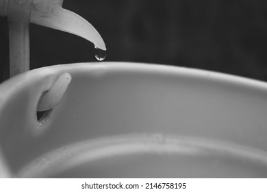 Sap Dripping Into A Bucket From A Tree