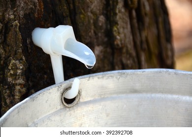 Sap Dripping From A Plastic Tap On A Maple Tree