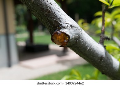 Sap Drips From The Wound Of A Pruned Peach Tree Branch.