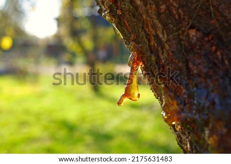 Sap or resin oozing from an injured tree branch with damaged missing bark in a woodland or garden setting in close up
