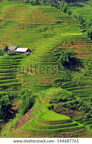 Sapa rice fields