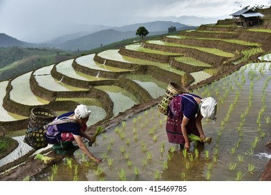 Sapa Rice Terraces In Vietnamese.