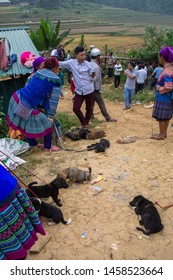 Sapa, Vietnam. 30 September 2018: Dog Meat Trade. Drugged Puppies Tied With Strings And Ropes Are Being Sold For Their Meat In Northern Vietnam.