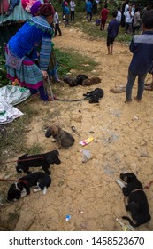 Sapa, Vietnam. 30 September 2018: Dog Meat Trade. Drugged Puppies Tied With Strings And Ropes Are Being Sold For Their Meat In Northern Vietnam.