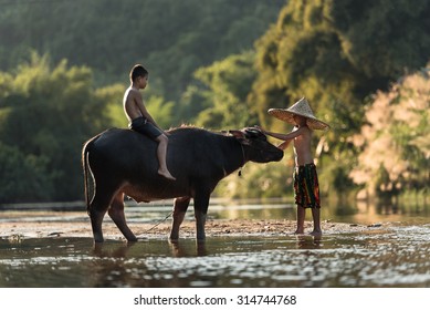 Sapa Vietnam Children With Buffalo.