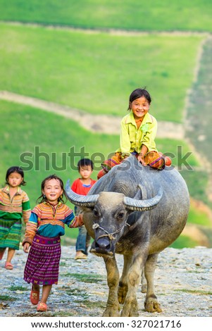 SAPA, VIETNAM : the little girl Hmong Ethnic Minority People and water buffalo 
in Sapa, Vietnam.