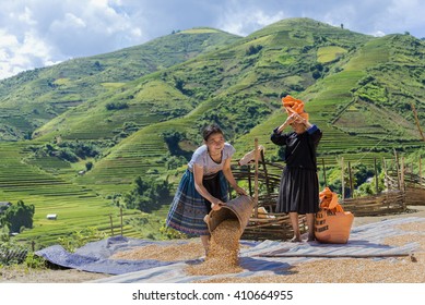 SAPA, VIETNAM, September 11, 2014 : Hmong woman unidentified Vietnamese working maize dried in the sun to preserve for animal feed during the travel HANOI - MU CANG CHAI - SAPA Northwest Vietnam.