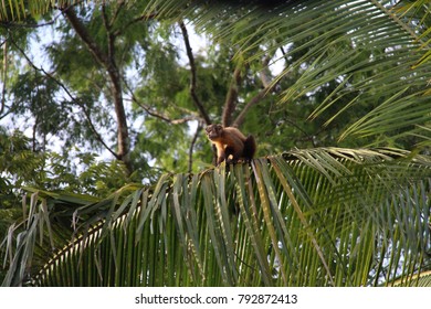 Sapajus Sp. Monkey On A Coconut Leaf