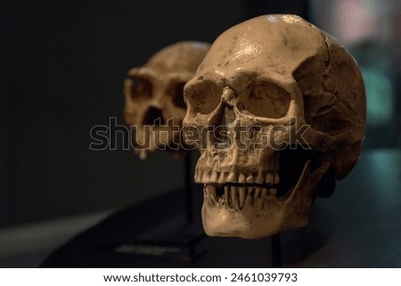 sapiens skull, evolution of the human being