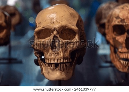 sapiens skull, evolution of the human being