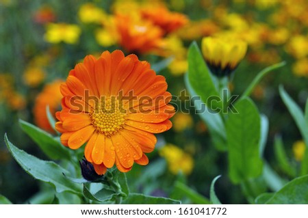 Sapless flowers