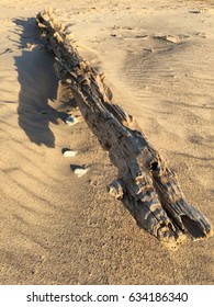 Sapless timber on a beach