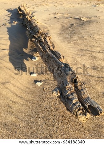 Sapless timber on a beach