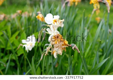 Sapless white flowers