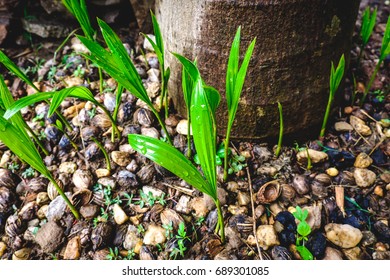 sapling