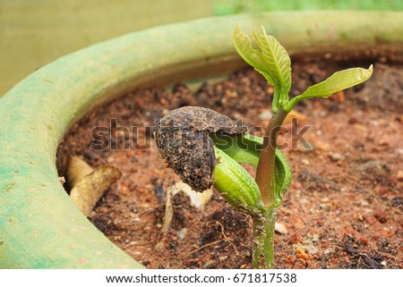 Sapling of Cashew seeds were germinated and grown in clay pots containing soil.